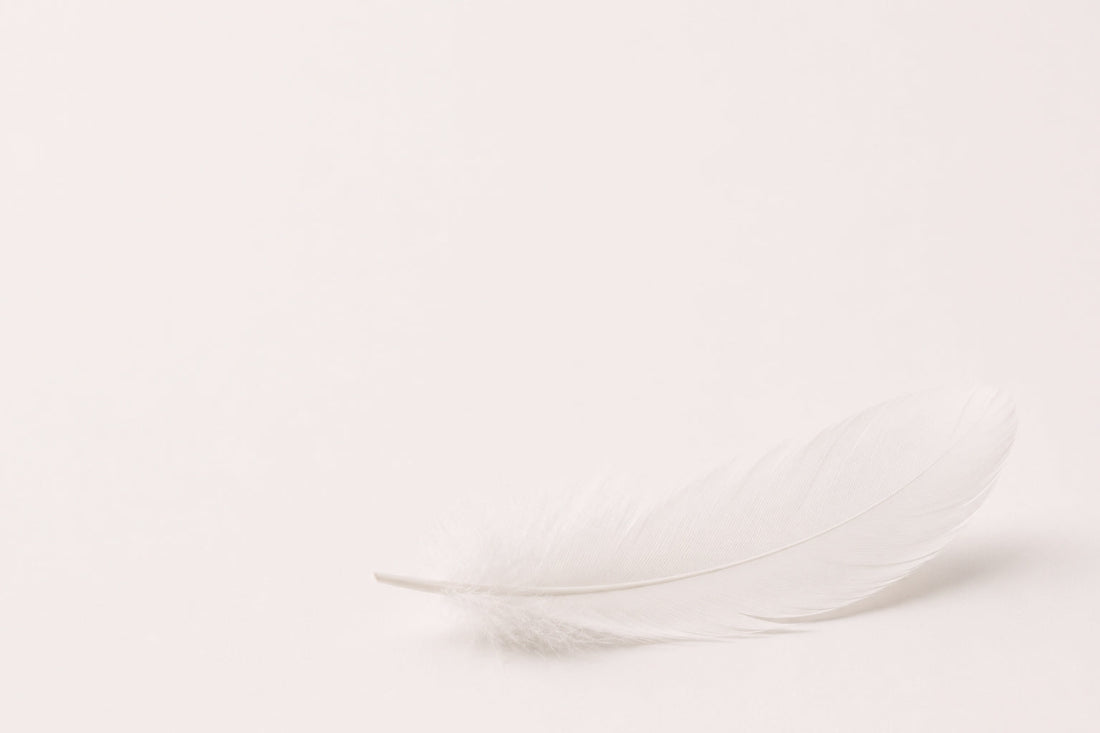Minimalist photograph of a single white feather on a clean white background, symbolising softness and the difference between cushioning and comfort.