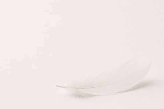 Minimalist photograph of a single white feather on a clean white background, symbolising softness and the difference between cushioning and comfort.